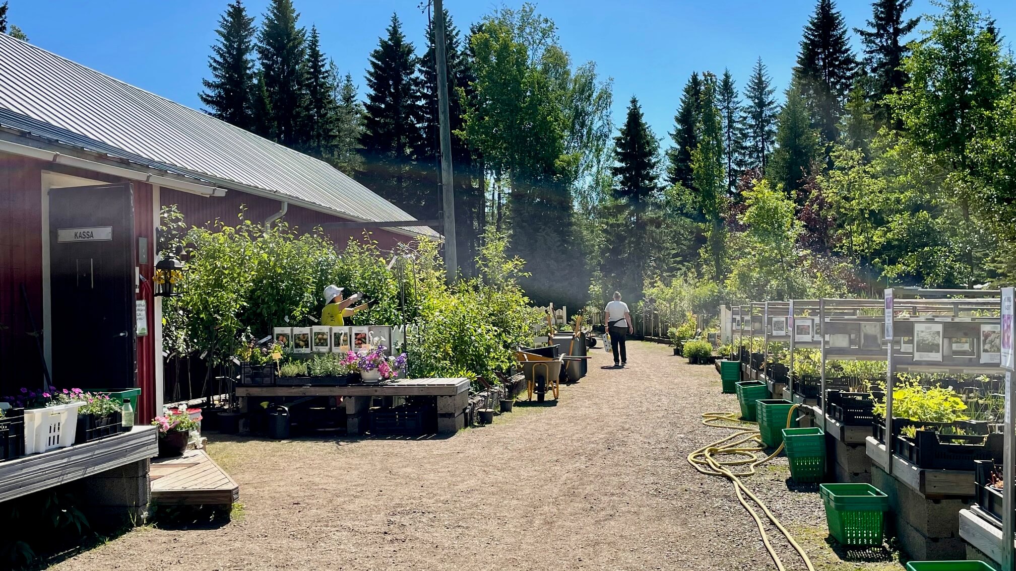Särkän Perennataimisto Raahessa.