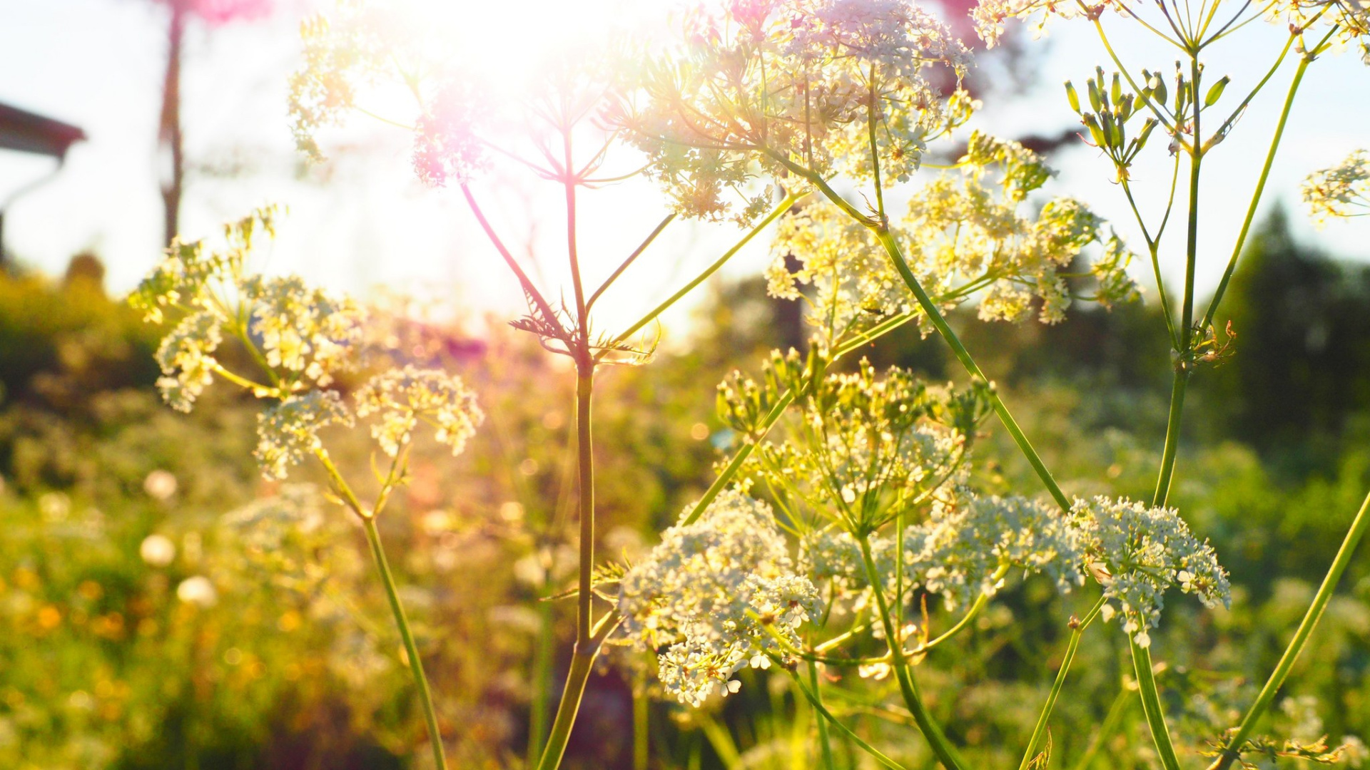 Summer flower field