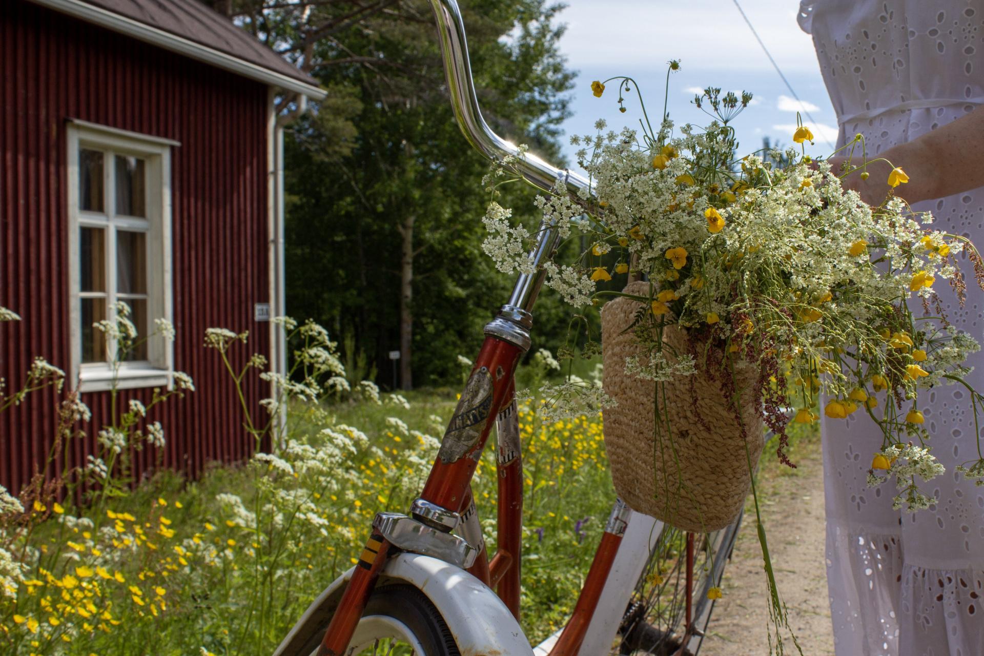 kesäkukkia pyörän etukorissa Siikajoen Karinkannassa